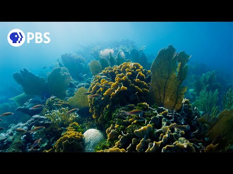 How This Coral Recovered From Bleaching