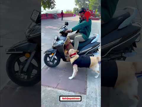 Rocky chiếm chỗ xe, tớ dạo phố một mình 🐶🏍️#shorts