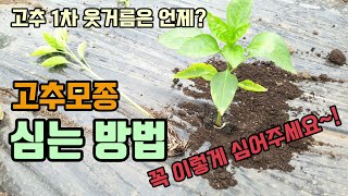고추모종 심는 방법 고추심는깊이 깊게 심으면 안되는 이유 고추1차 추비주는 시기와 방법 고추 심기 전 복합비…