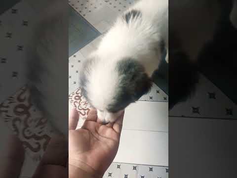 #viralvideo #nature #dogshorts #dog