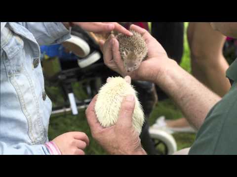 Home Safari Animal Encounter Promotional Video