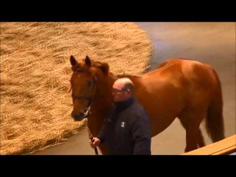 TBA Stallion Parade 2016 - MUSTAJEEB