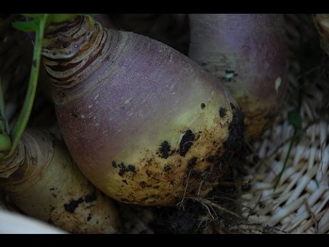 WSZYSTKO o uprawie - Brukiew, Karpiel, Korpiel - uprawa warzyw | infoUprawa