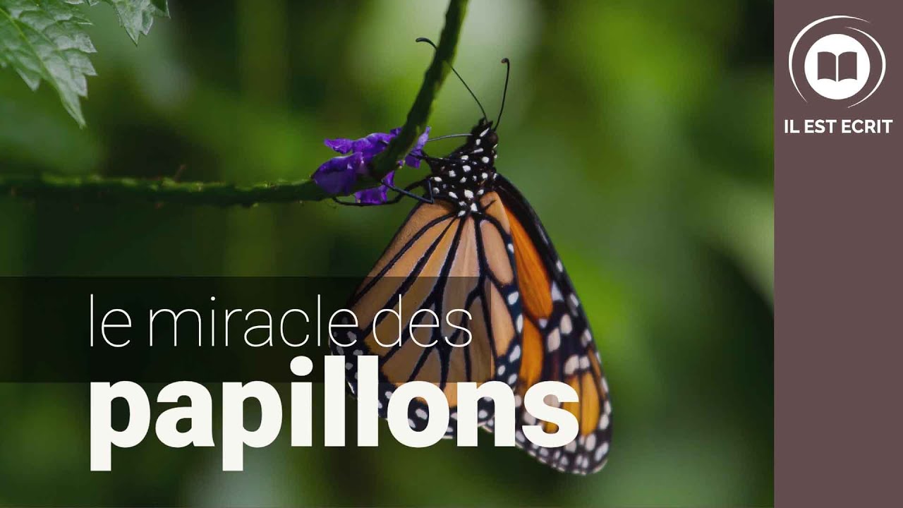 Le miracle des papillons