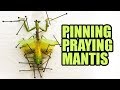 Pinning Carolina Praying Mantis
