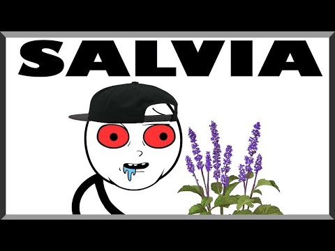 Why Salvia Is Bad...