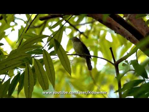 Timália žltobruchá (Mixornis gularis) — video o speve a chove