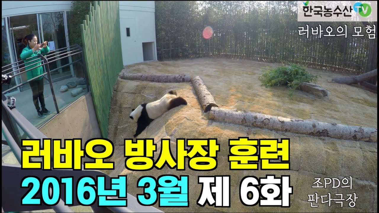 [PandaTV] Panda Lebao exploring the Everland enclosure in March 2016, 판다 러바오 2016년 3월 에버랜드 방사장 체험