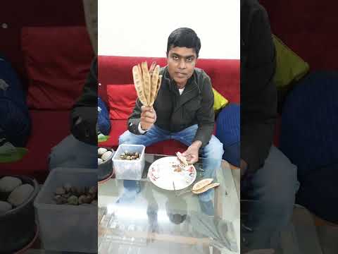 Seed collection of Albizia lebbeck