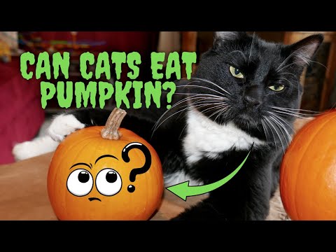 Can Cats Eat Pumpkin? - YouTube