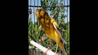 Download lagu PANCINGAN KENARI PAUD BELAJAR BUNYI mp3