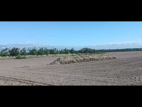 Ballenas de ajos en San Carlos Mendoza 9/03/2026