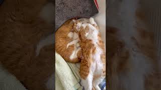 真夏日の猫　#ショート #shorts #cat