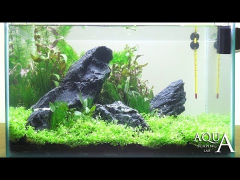 Aquascaping Lab - Tutorial Natural Iwagumi Aquarium "Scottish Grass" (size 40x25x25H 25L)