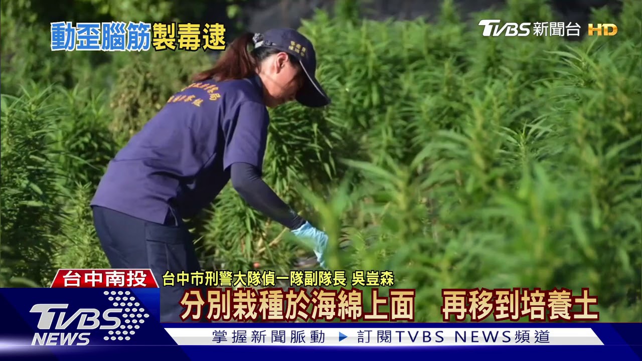 詐騙出獄不學好! 薑園種大麻市值6億被補