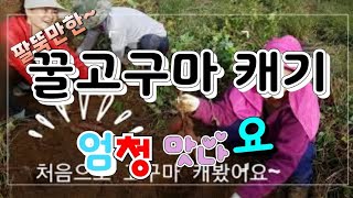 꿀고구마 캐봤어요~ 음 크고 크다구요! 왠일 ♡.♡