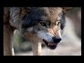 Wolves Kill Swedish Zookeeper Who Raised Them