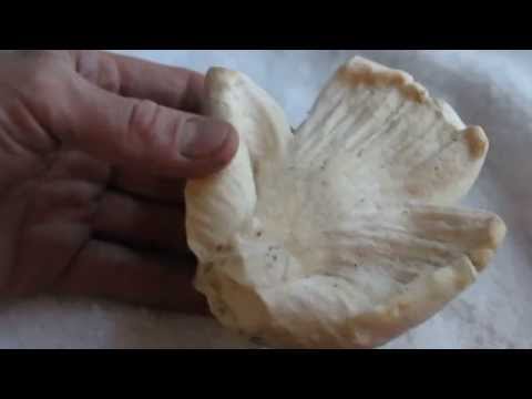 White Lobster Mushrooms