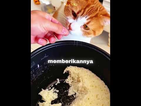 Kucing Ini Ternyata Suka Nasi Renyah 😹🍚