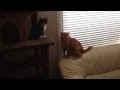 Cat Vs Kitty Youth Vs Experience Real Fight