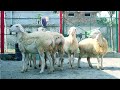 Dumba Farm How To Earn Money From Dumba Farming