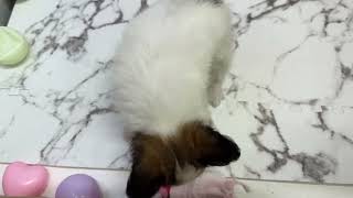 パピヨンの動画01