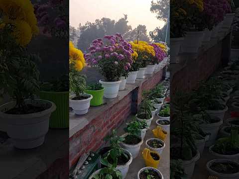 beautiful chrysanthemum flower