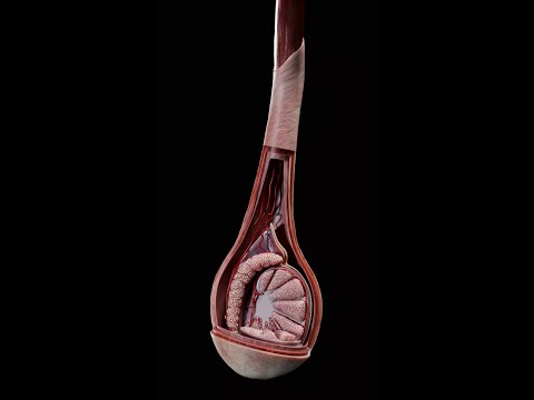 3D Exploration of Spermatic Cord & Male Reproductive Anatomy | Complete Anatomy