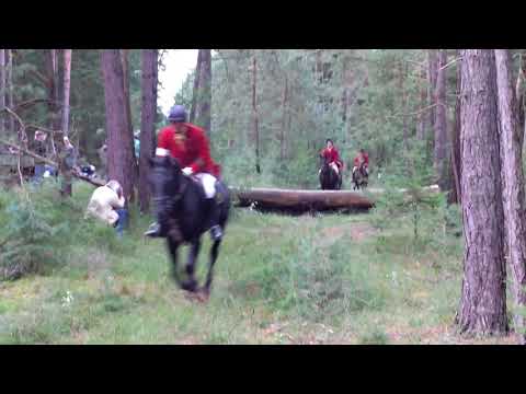 Schleppjagd in Gartow September 2017