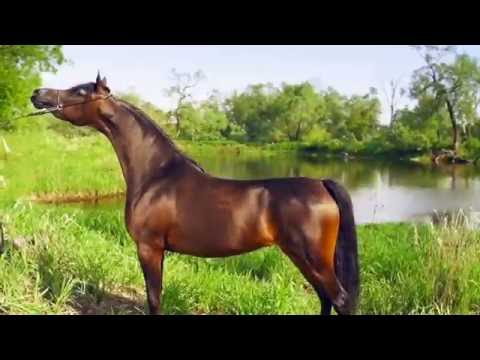 Pride Of Poland 2016 - Al Jazeera