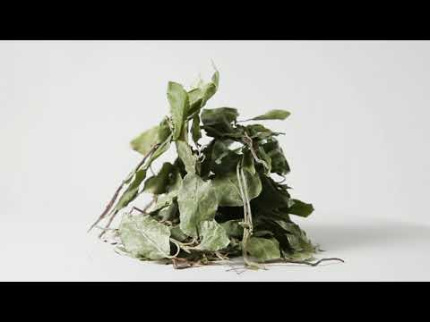 Боровая матка