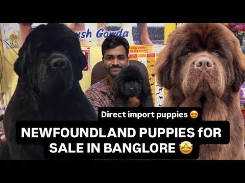 CHOCOLATE COLOUR NEWFOUNDLAND PUPPIES IN BANGLORE | 📞9353268076| DHANUSH GOWDA| #newfoundland #dogs 