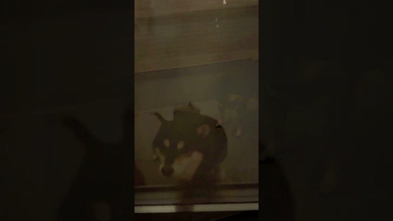 用を済ませたら猛アピールしてくる柴犬#shorts