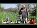 Visit to the Daio Wasabi Farm in Azumino Japan ...