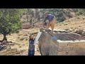 From Taban And Ostad S Love Of Cooking Together To Tiling The Bathroom And Toilet Ceiling