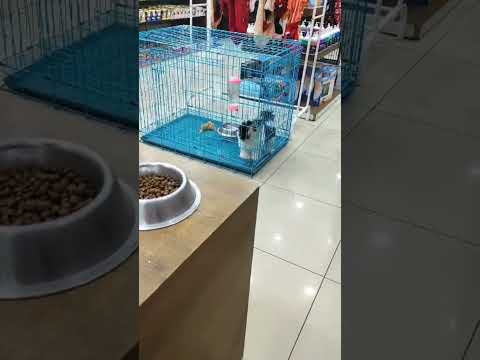 ഞങ്ങൾ ഒക്കെ ആരാ 😂😂#shortsfeed #dog #dogs #doglover #dogslover #animals #