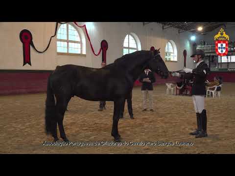 221022 4 Meu-Vaidoso - Aprovação de Garanhões