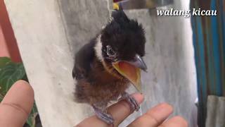 Download lagu Anakan burung cililin dan cucak jenggot mp3