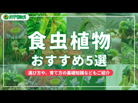 園芸 外のミニ鉢植えの食虫植物