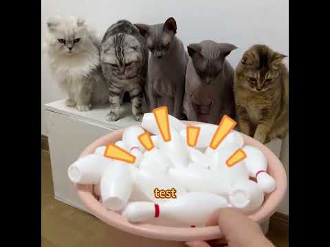 🐱 Кто из этих кошек самый умный? 🧠😂#shorts  #trending  #movie #recap #kpop #история