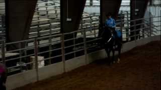 Thoroughbred Western Pleasure Open