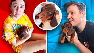 SURPRISING The CLICK Office With NEW PUPPY! SURPRISING The CLICK Office With NEW PUPPY!