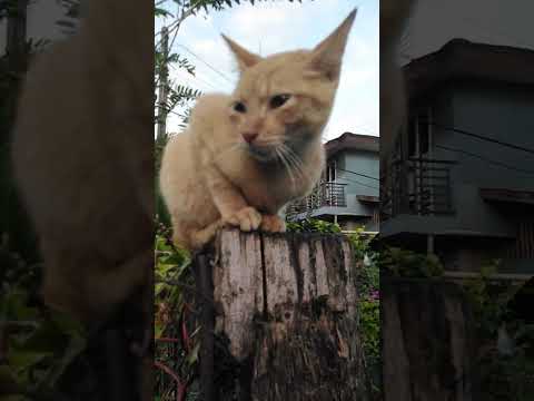 #Keana my beautiful Pet#