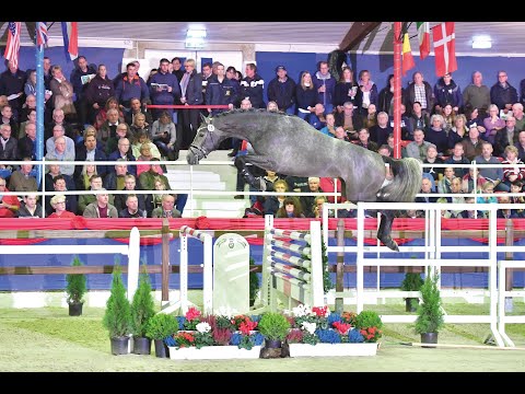 Cornet's Darco - Stallion Collection Schockemoehle 2021 ENG