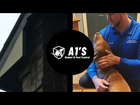 YouTube Video 1