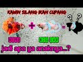 Ikan Hias Cupang Kuping Gajah