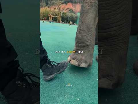 Elephants Actually Walk on Their Toes