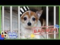 Little Grumpy Dog Is A BAD BOY Or Is He Animal Videos For Kids Dodo Kids