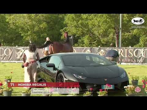 N.71 NOHIBA REGALIS - Vesuvio Trophy 2022 - International - Mares 4-6 Years Old (Class 7/B)