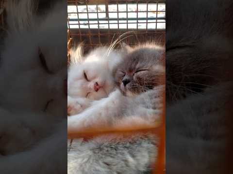 Zayn malik cute look✨! Sumaya sumaya song🖤Whatsappstatus#status#zayamalik#like#status#zayamalik#like